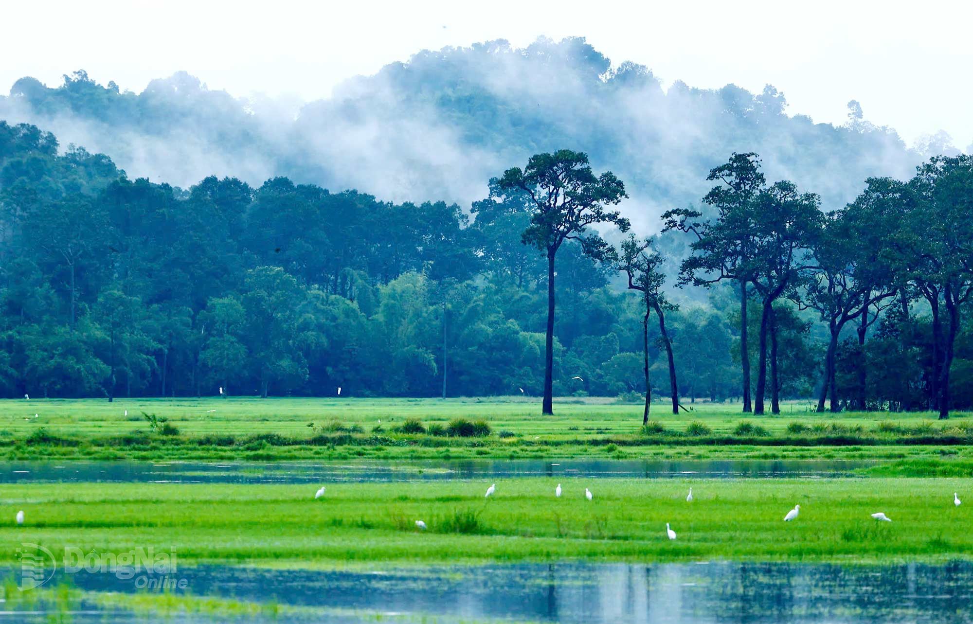 Đàn cò trắng thong thả kiếm ăn giữa khung cảnh yên bình. Ảnh: Thủy Tiên