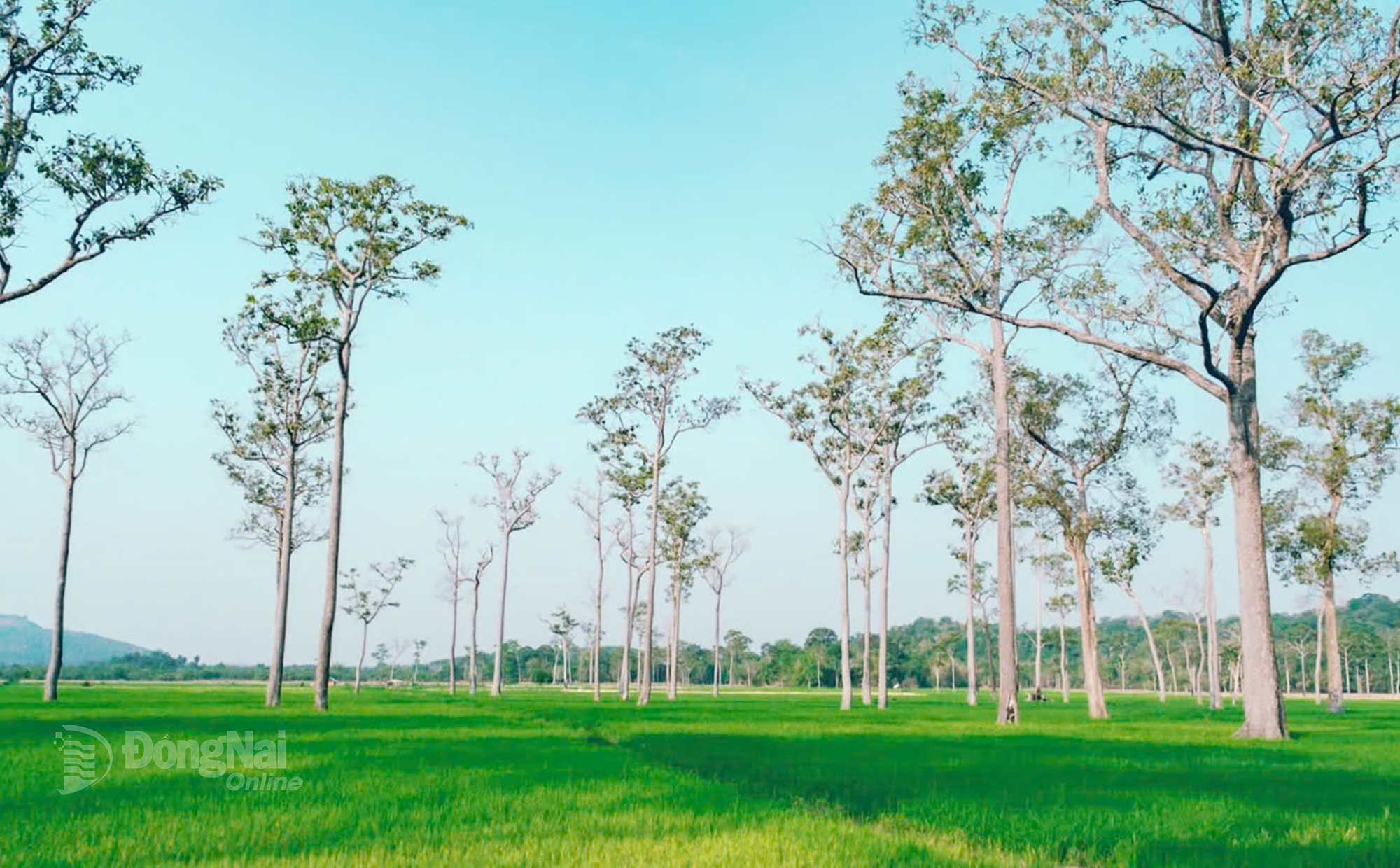 Hàng trăm cây dầu thẳng tắp mọc xen lẫn giữa cánh đồng tạo nét độc đáo như những cánh đồng ở châu Âu. Ảnh: Thủy Tiên