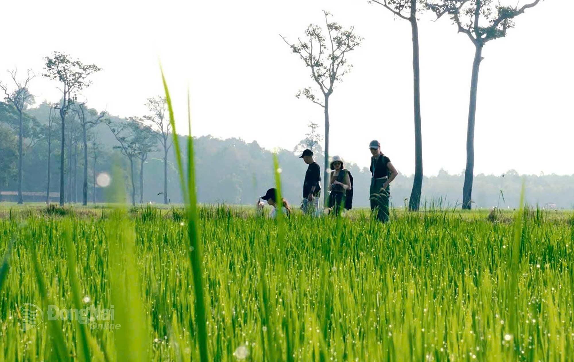 Cánh đồng lúa Tà Lài xanh mướt trong sương sớm. Ảnh: Thủy Tiên