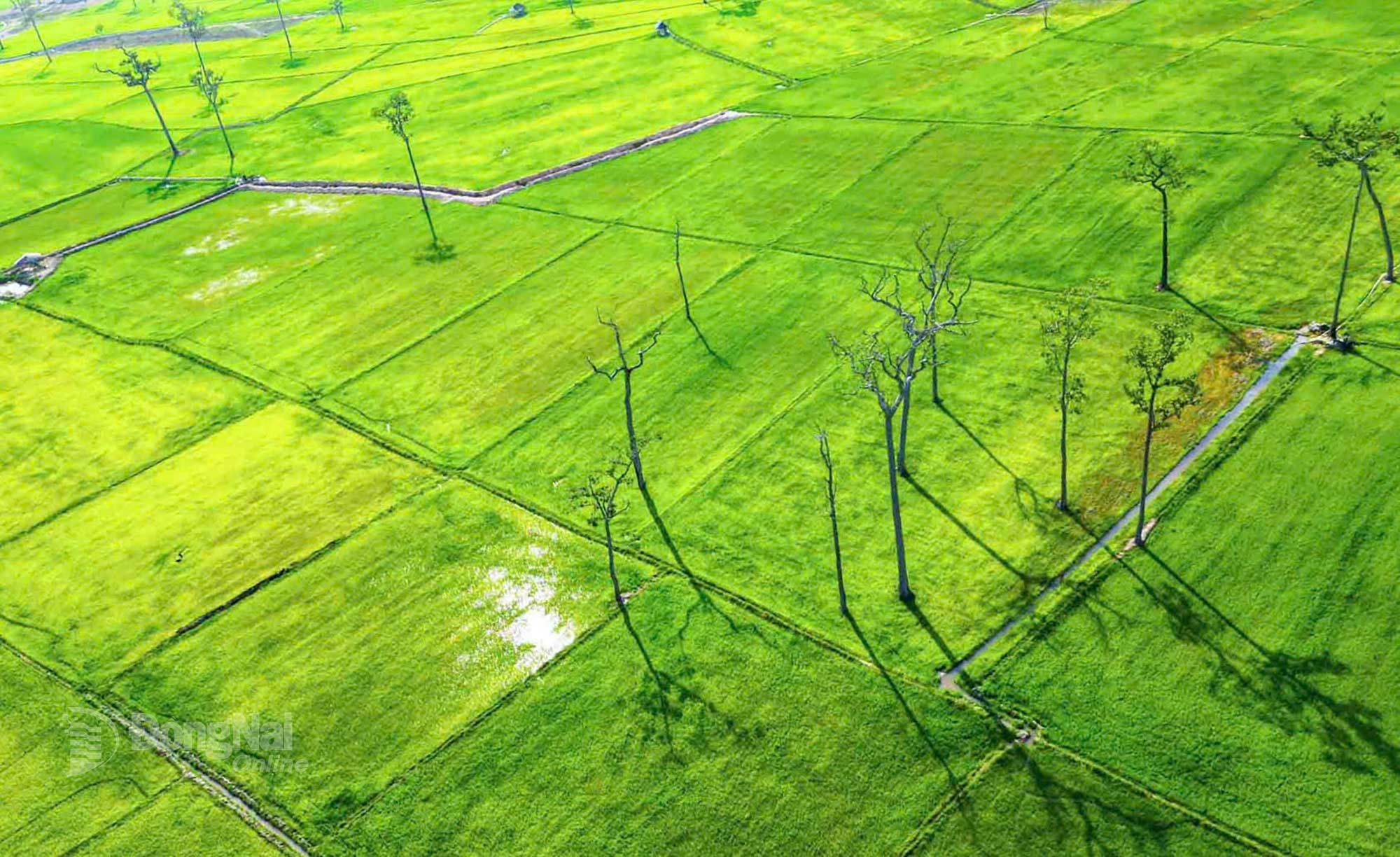 Giữa không gian mênh mông, những thân dầu đổ bóng dài trên nền lúa non. Ảnh: Thủy Tiên