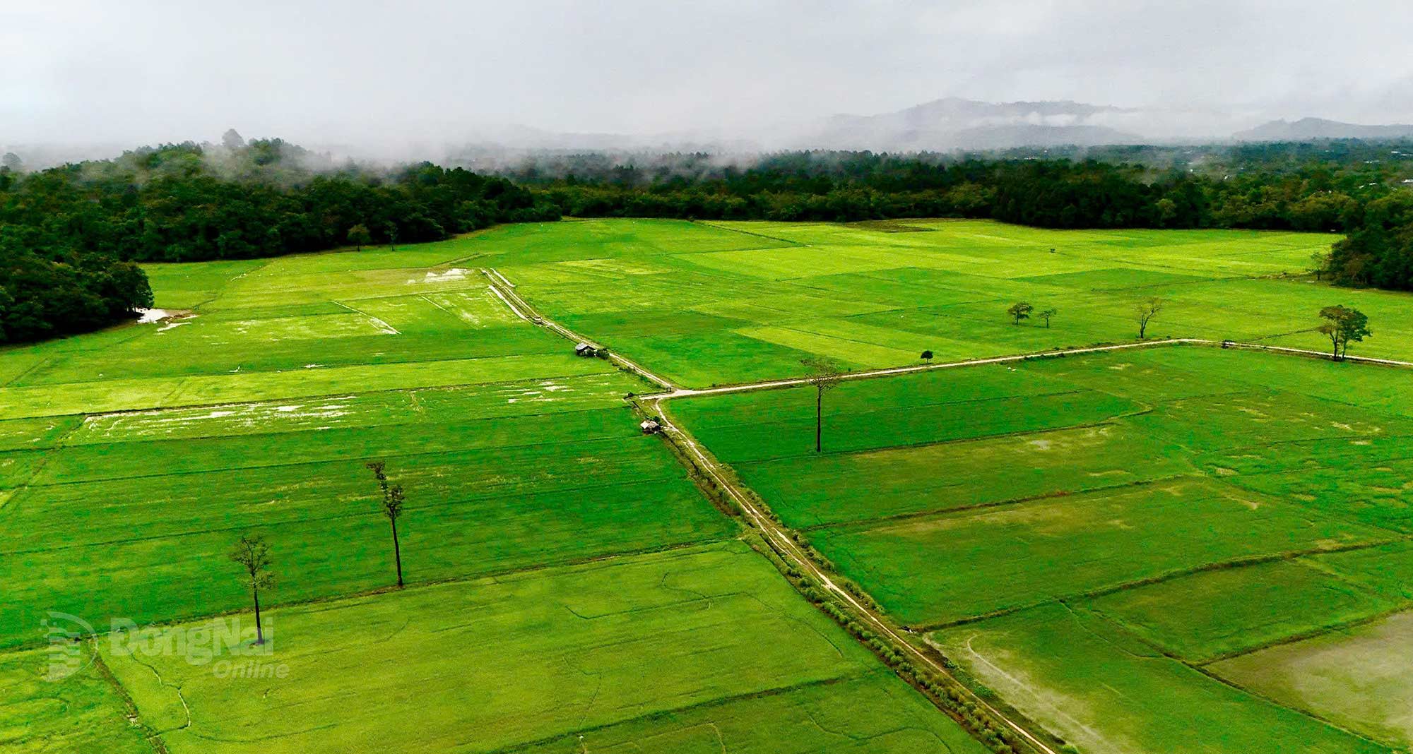 Sắc xanh mênh mông của mùa lúa Tà Lài qua góc nhìn trên cao. Ảnh: Thủy Tiên