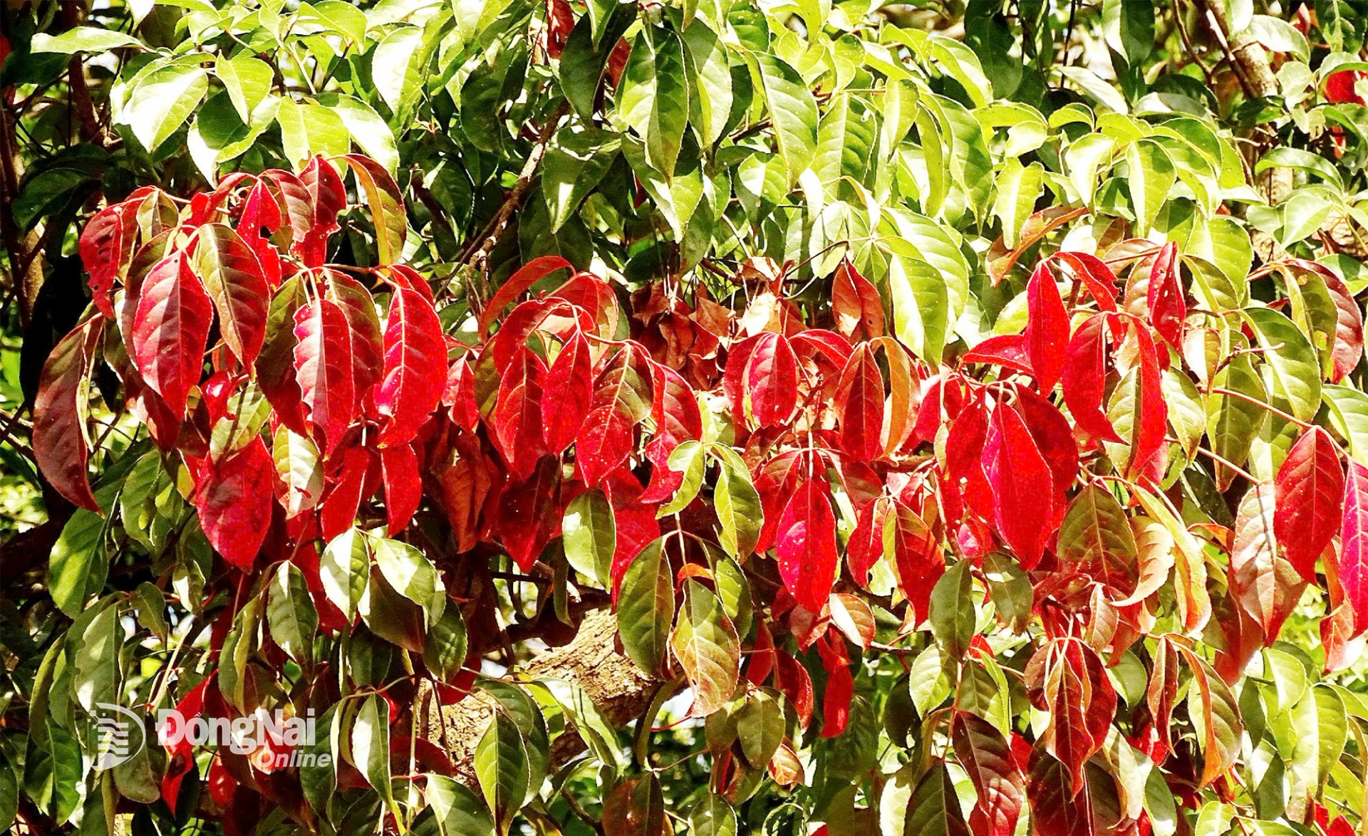 Từng tầng lá côm chuyển từ xanh qua đỏ rồi rụng lá hoàn toàn, đặc trưng cho kiểu rừng nửa rụng lá trên đồi núi thấp