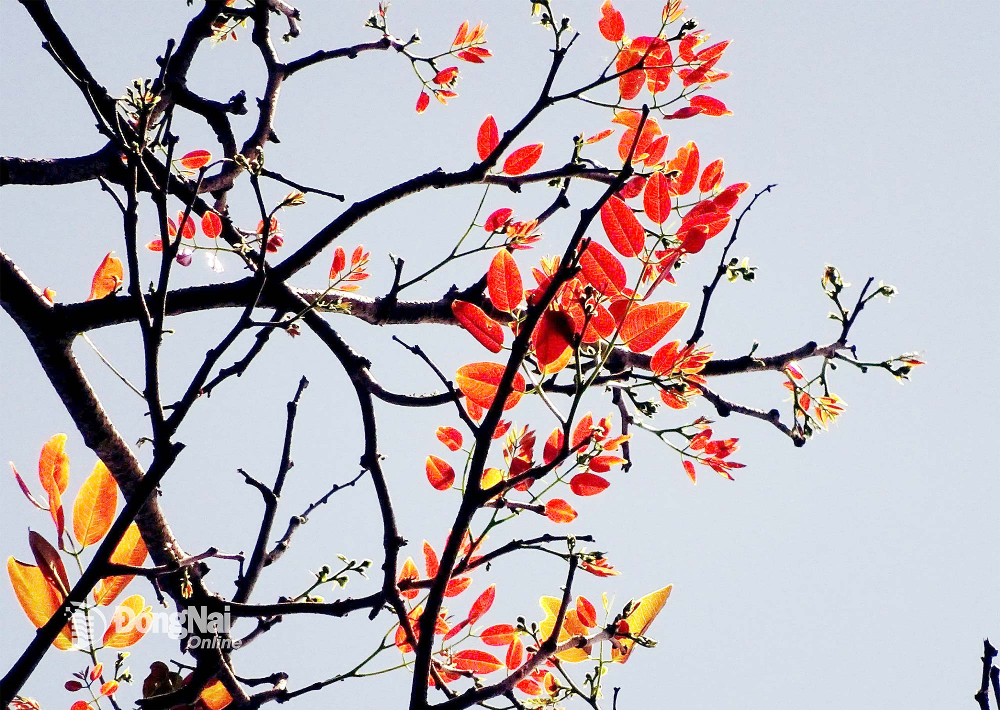 Những lá non của loài gõ đỏ đã bung đỏ trên nền trời xanh. Đây cũng là đặc trưng cho 35 vườn quốc gia ở Việt Nam