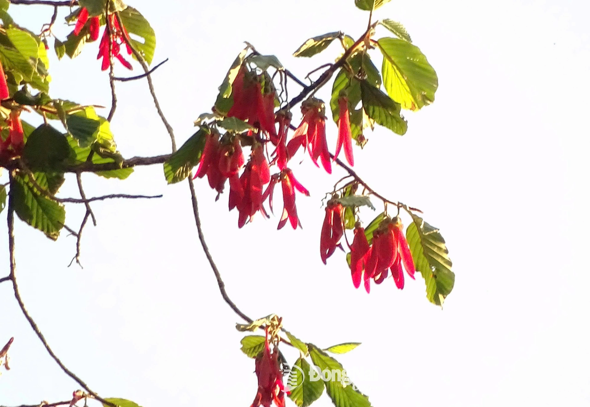 Đây cũng là thời điểm nhiều loài thực vật, trong đó có dầu con rái bước vào chu kỳ kết trái