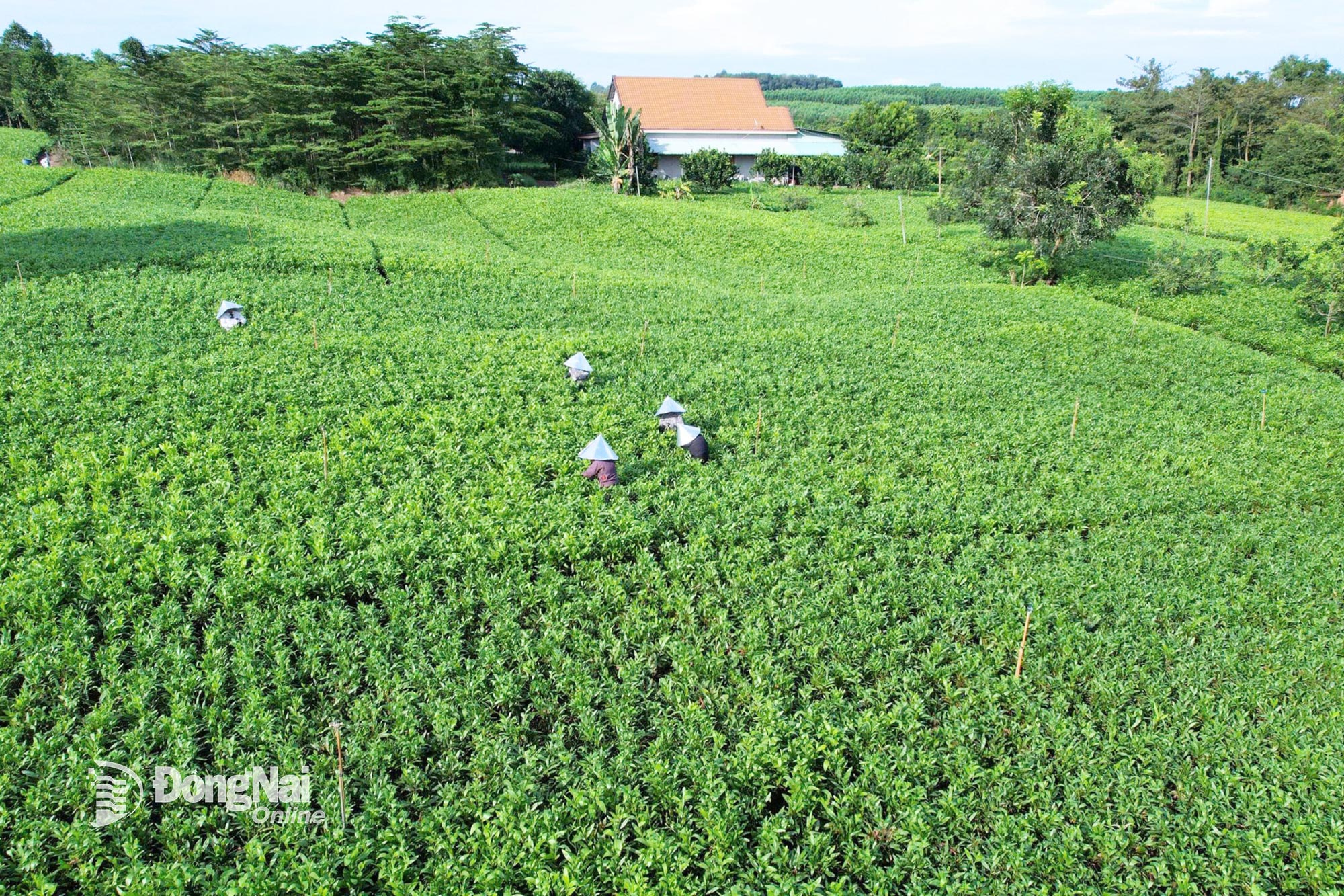 Người dân xã Trị An cắt hom tràm từ sáng sớm trên những triền đồi xanh mướt. Ảnh: Quang Huy