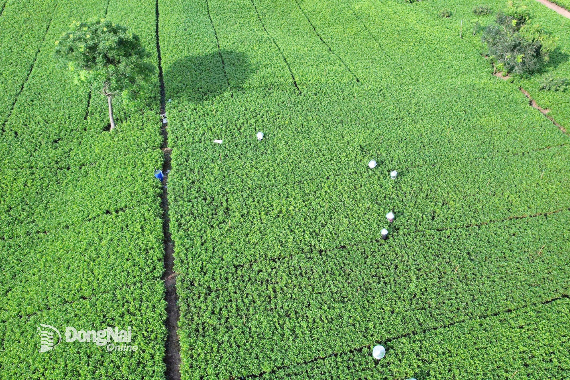 Những vườn hom tràm nhìn từ trên cao. Ảnh: Quang Huy