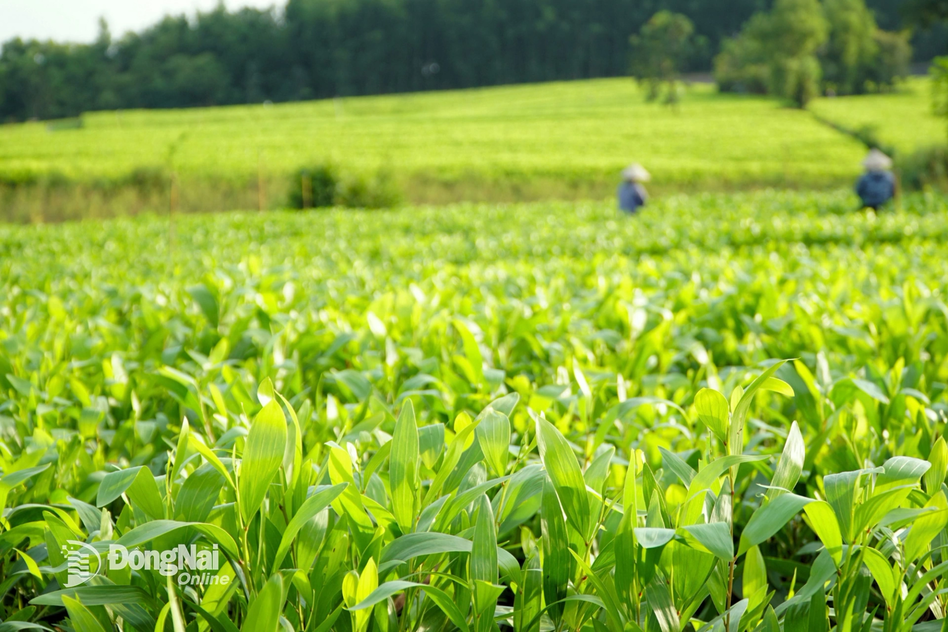 Những quả đồi vốn cằn cỗi khoác lên một màu xanh mơn mởn, mướt mắt. Ảnh: Minh Hạnh