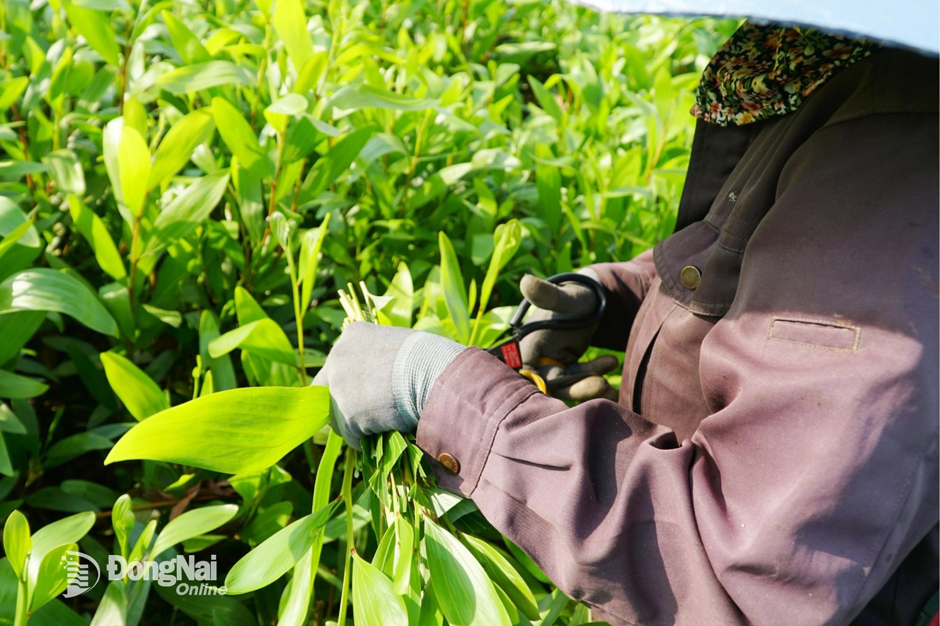 Người thợ phải vừa cắt, vừa cầm ngọn hom tràm trên tay cho đến khi đủ một bó. Ảnh: Minh Hạnh