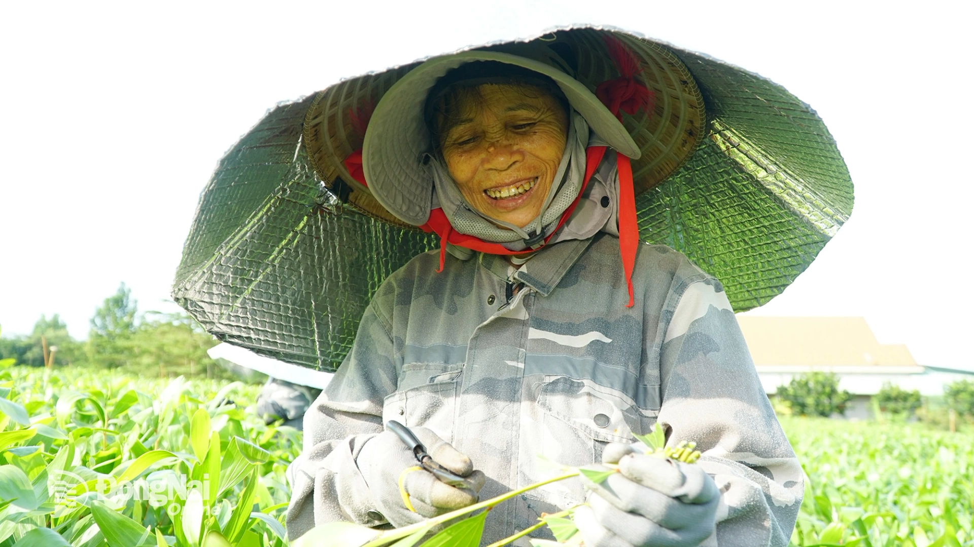 Bà Trần Thị Hóa, gần 70 tuổi, vẫn miệt mài cắt hom tràm mỗi ngày. Ảnh: Minh Hạnh