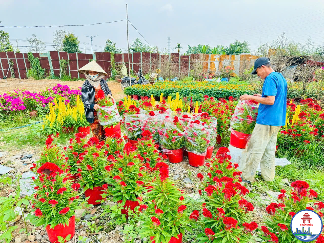 Bà Phan Thị Ánh bán hoa cho khách hàng