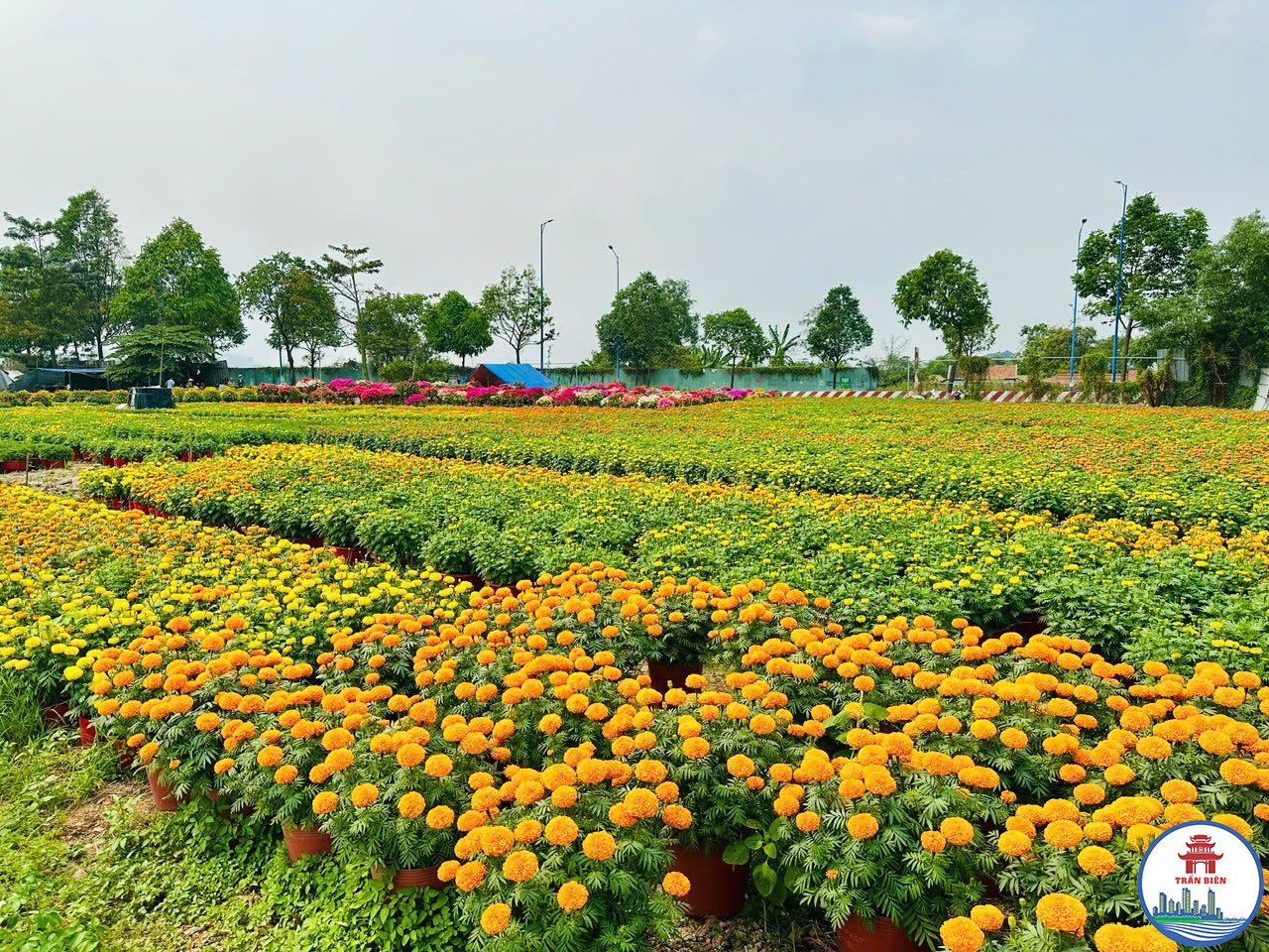 Vườn hoa Tết xuân Bính ngọ tại khu phố Tam Hòa, phường Trấn Biên