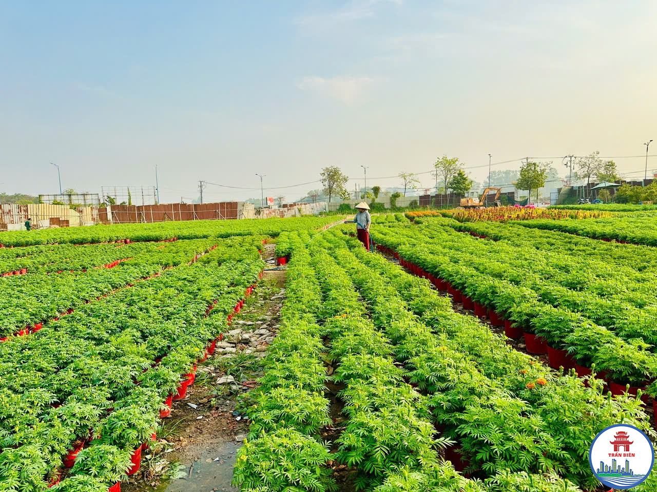 Bà Nguyễn Thị Châu Hòa, hộ trồng hoa ở phường Trấn Biên chăm sóc vườn hoa Tết