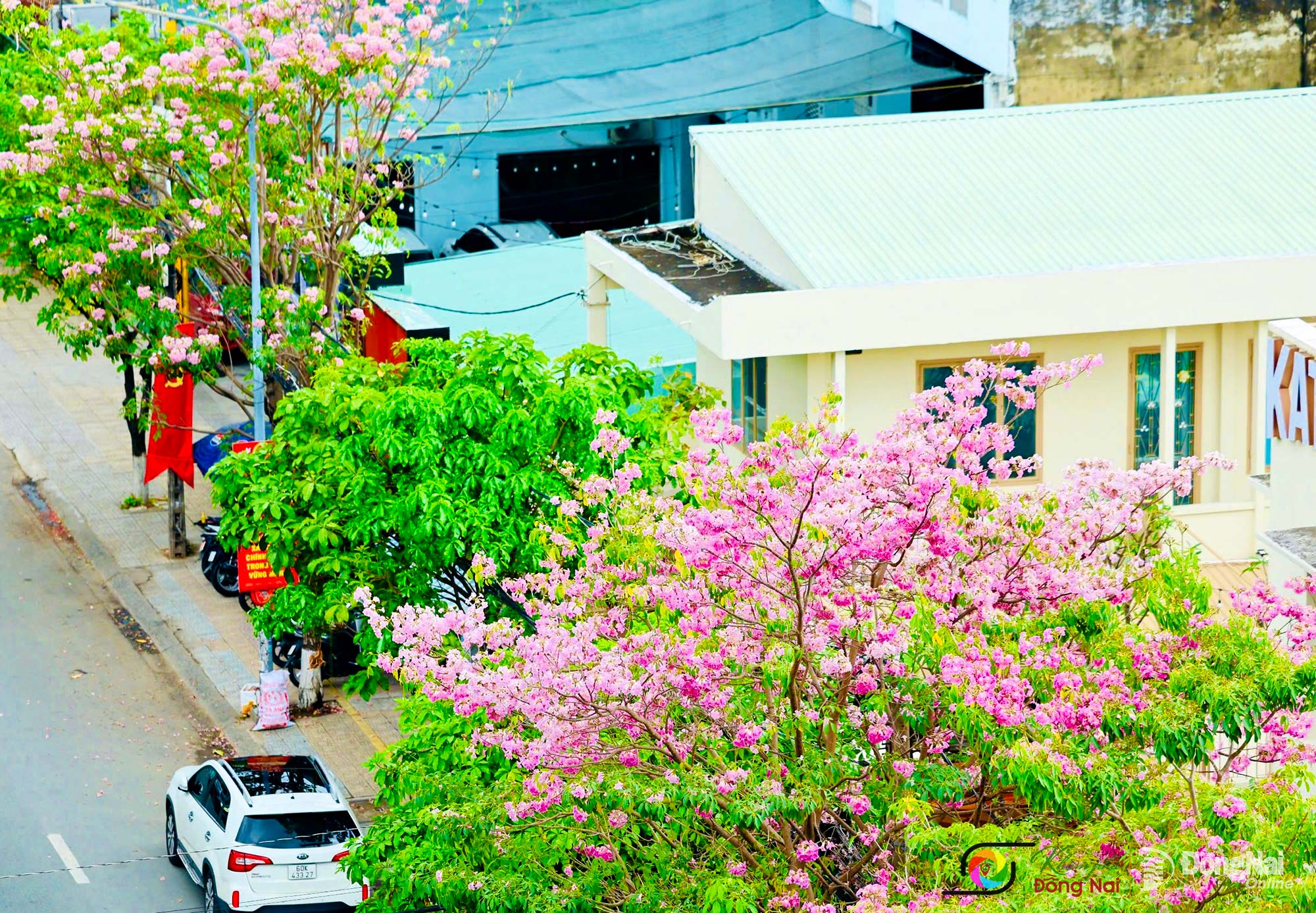 Kèn hồng nở trên đường Cách mạng Tháng Tám, đoạn gần Trường THCS Quyết Thắng. Ảnh: Công Nghĩa