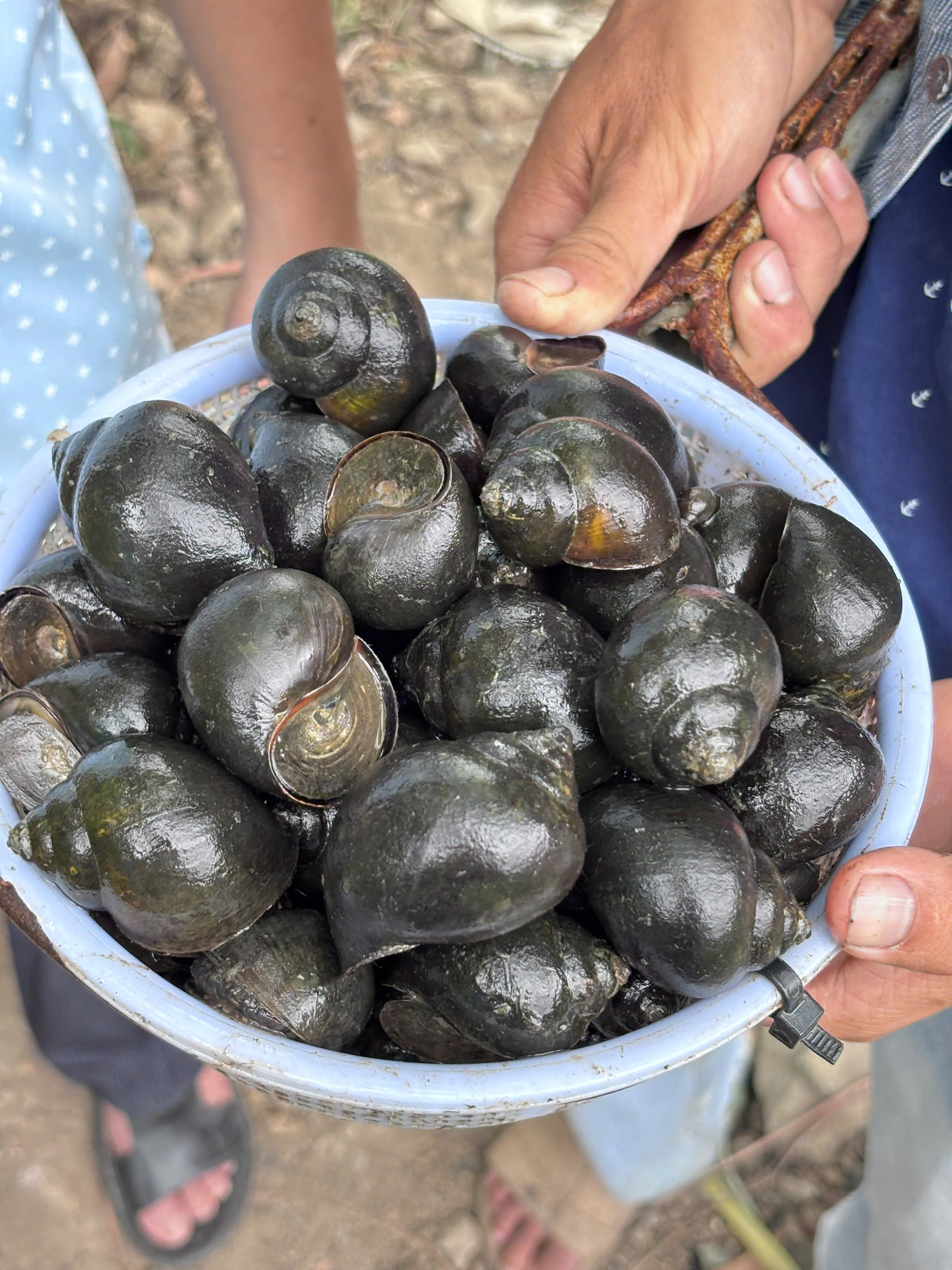 Thu hoạch ốc bươu đen